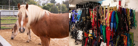Yonie's Harness Shop- A Risk That Paid Off - Good's Store Online