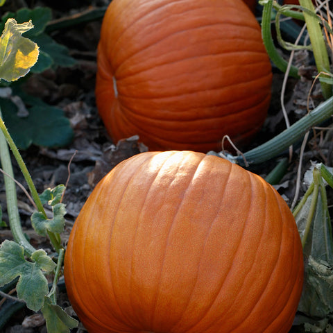 Hijinks F1 Pumpkin Seeds 0788