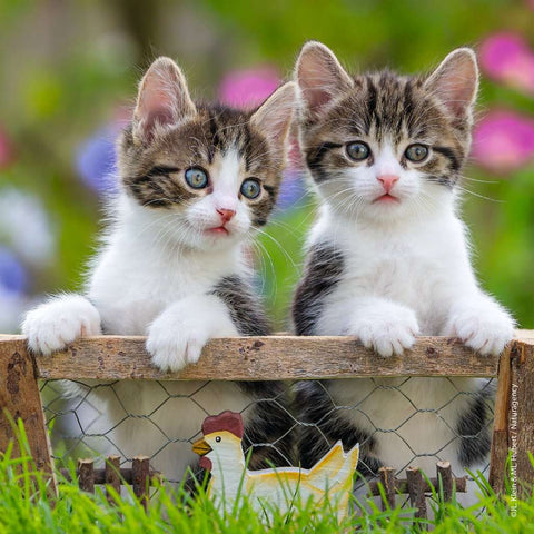 Cuddly Kittens Set of 3 Puzzles 08046 picture 2