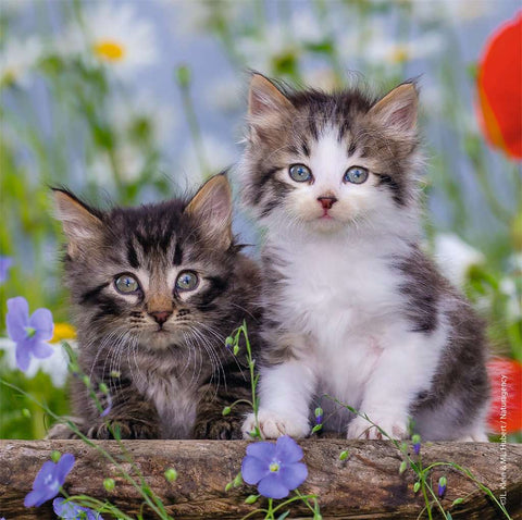 Cuddly Kittens Set of 3 Puzzles 08046 picture 3