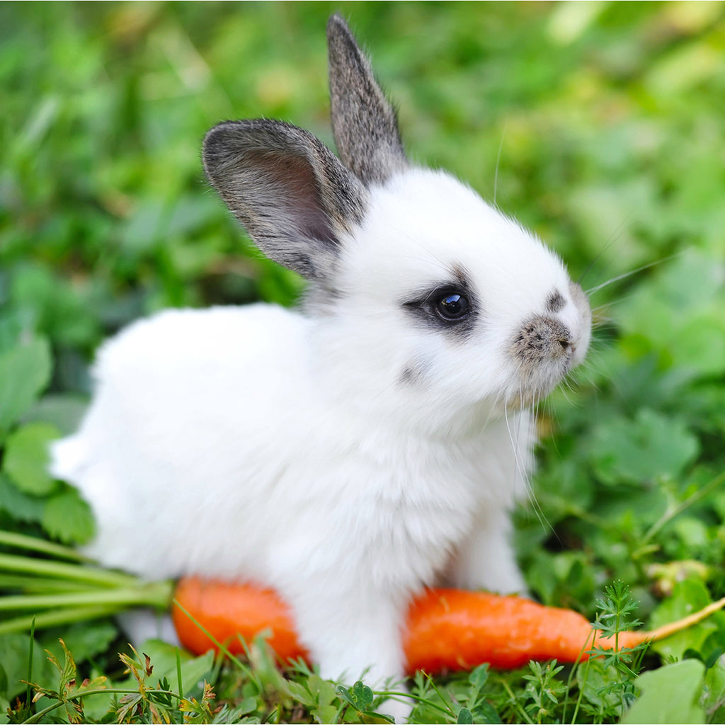 http://goodsstores.com/cdn/shop/files/100_Hungry_Bunny_1024x1024.jpg?v=1685982607