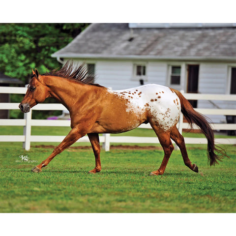 The real Chocolatey horse