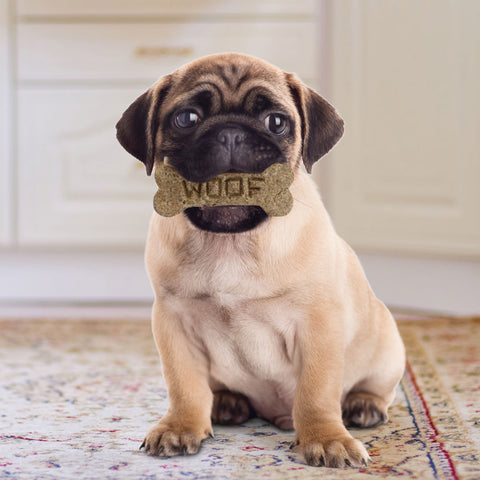Dog with Dog Biscuit