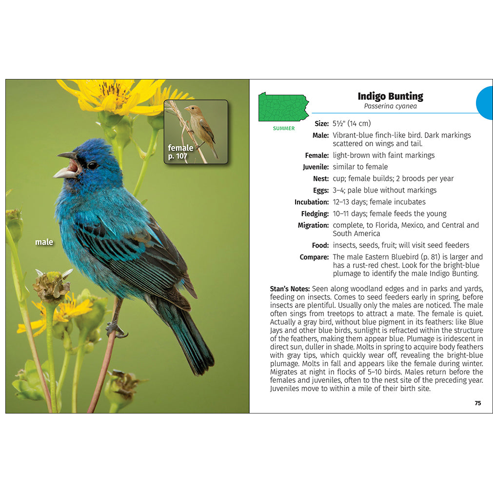 Indigo Bunting bird - Paint By Numbers Warehouse