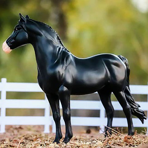 Spanish Mustang stallion