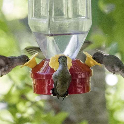 Closeup of hummingbirds feeding at Perky-Pet Plastic Lantern Hummingbird Feeder