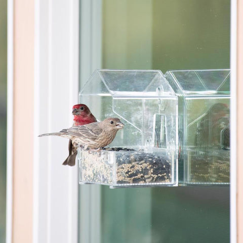 Birds feeding at Perky-Pet Window Bird Feeder