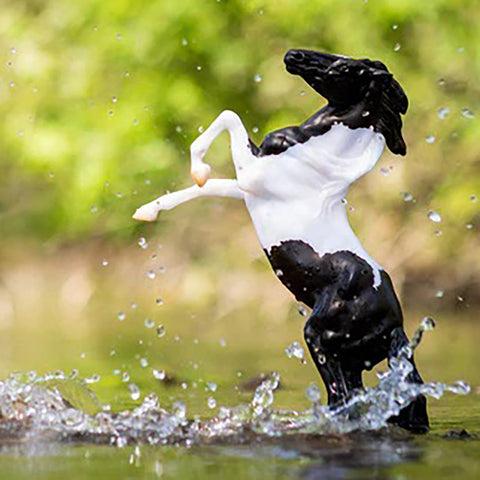 Black Pinto Rearing Mustang Horse in puddle