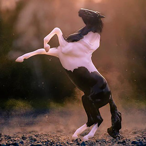 Black Pinto Rearing Mustang Horse on path