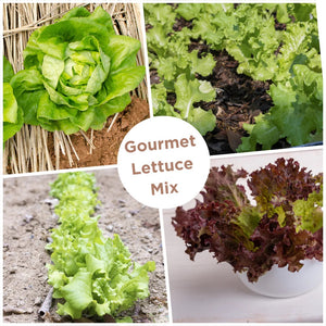 Gourmet Mix Lettuce Seeds 9905200