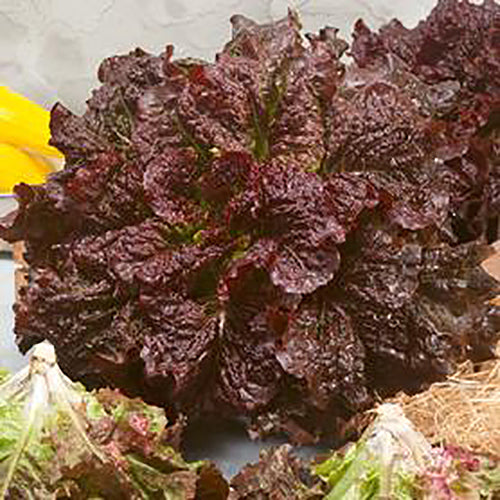 Red Centennial Lettuce Seed Mix 9905680