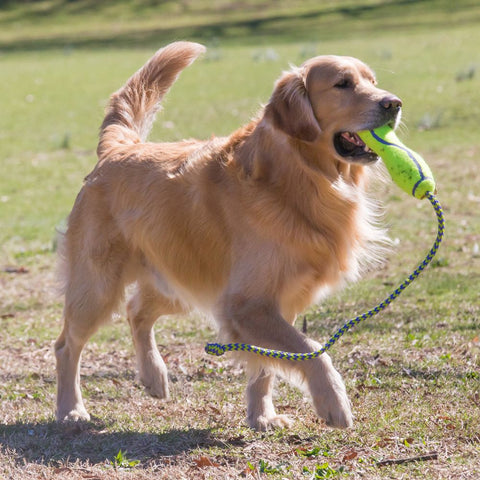 Airdog Fetch Stick with Rope AKFS1