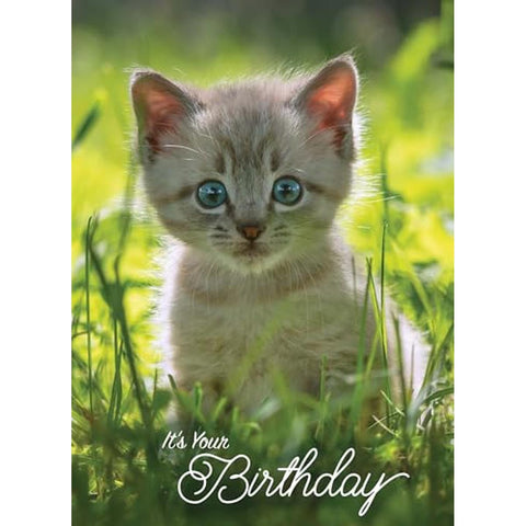 Adorable Puppies & Kittens Boxed Birthday Cards 22623