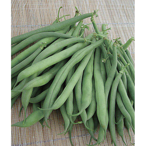 Stringless green beans