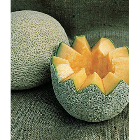 Jumbo Cantaloupes