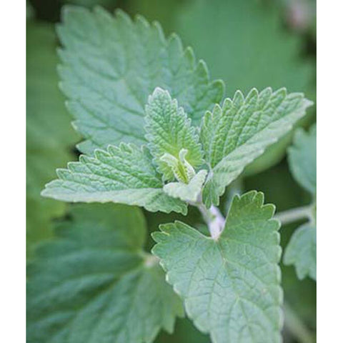 Catnip plant