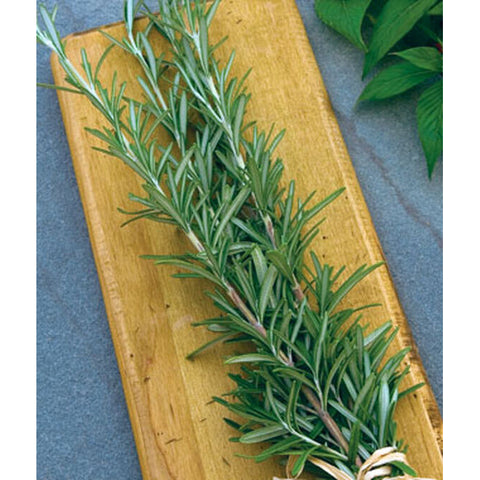 Rosemary herb