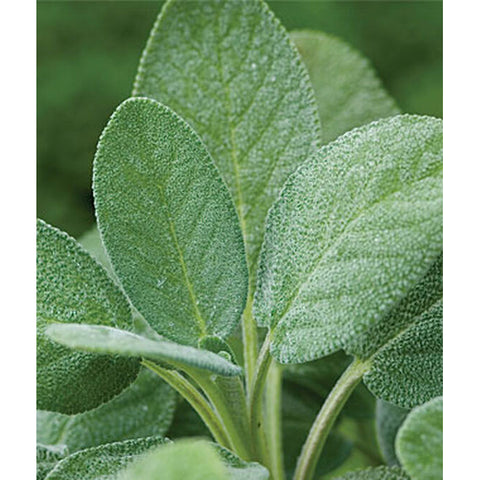 Sage herbs