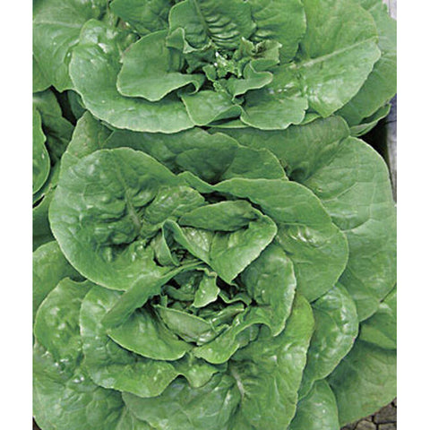Bibb lettuce