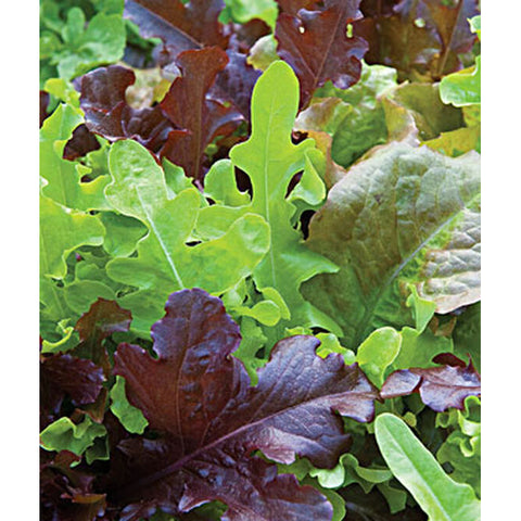 Green and red lettuce