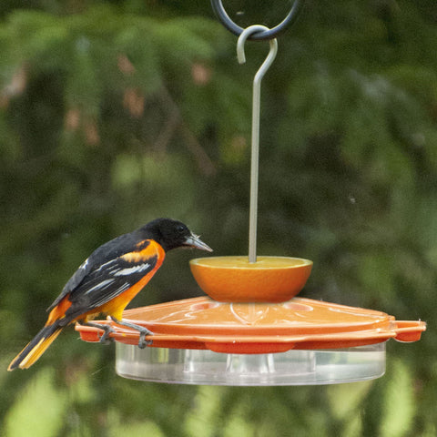 Audubon Classic Oriole Feeder with Bird Feeding