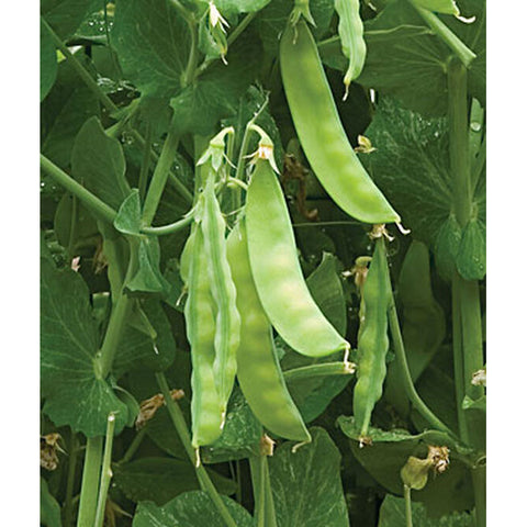 Sugar peas on vine