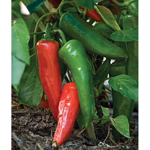 Hot peppers growing on a plant