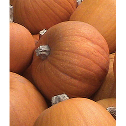 Small sugar pumpkins