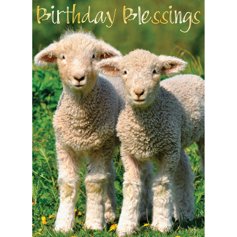 Boxed Cards Birthday Assortment SBEG22291