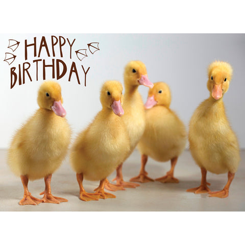Boxed Cards Birthday Assortment SBEG22291