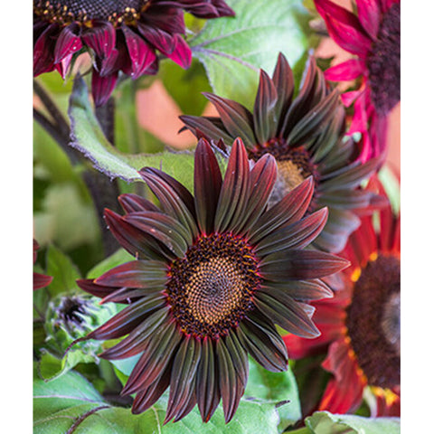 Chocolate Cherry Sunflowers