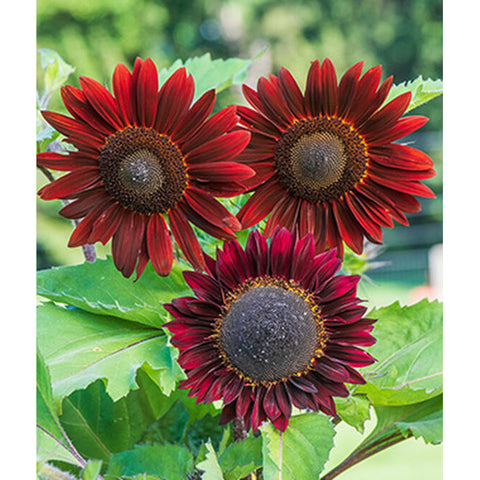 Chocolate Cherry Sunflowers