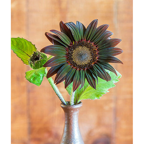 Chocolate Cherry Sunflower