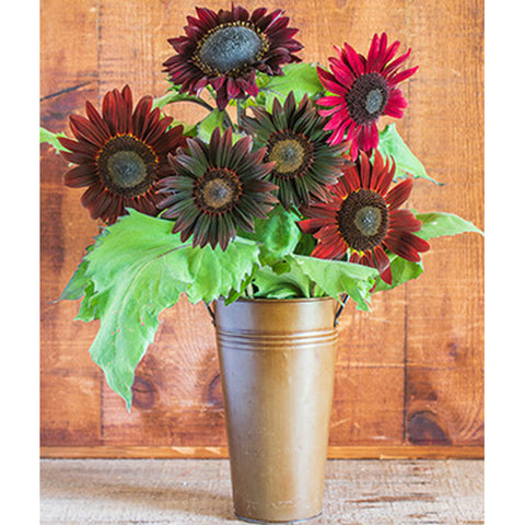 Chocolate Cherry Sunflowers