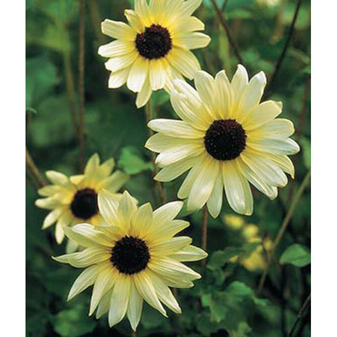 Italian White Sunflowers