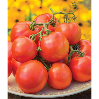 Oh Happy Day tomatoes