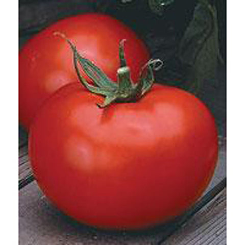 Better Boy Hybrid Tomato