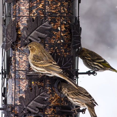 Squirrel-B-Gone Bird Feeder 337