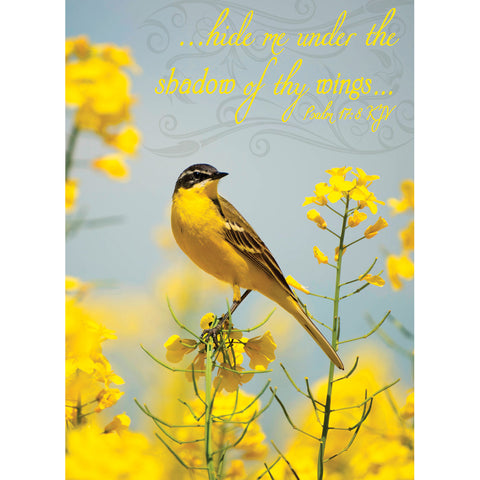FT boxed greeting card birthday songbird