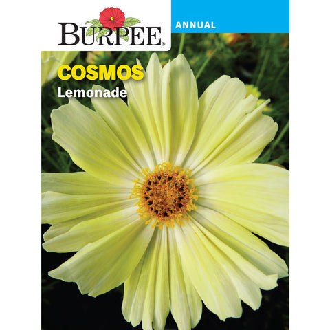 Lemonade Cosmos flower seed pack