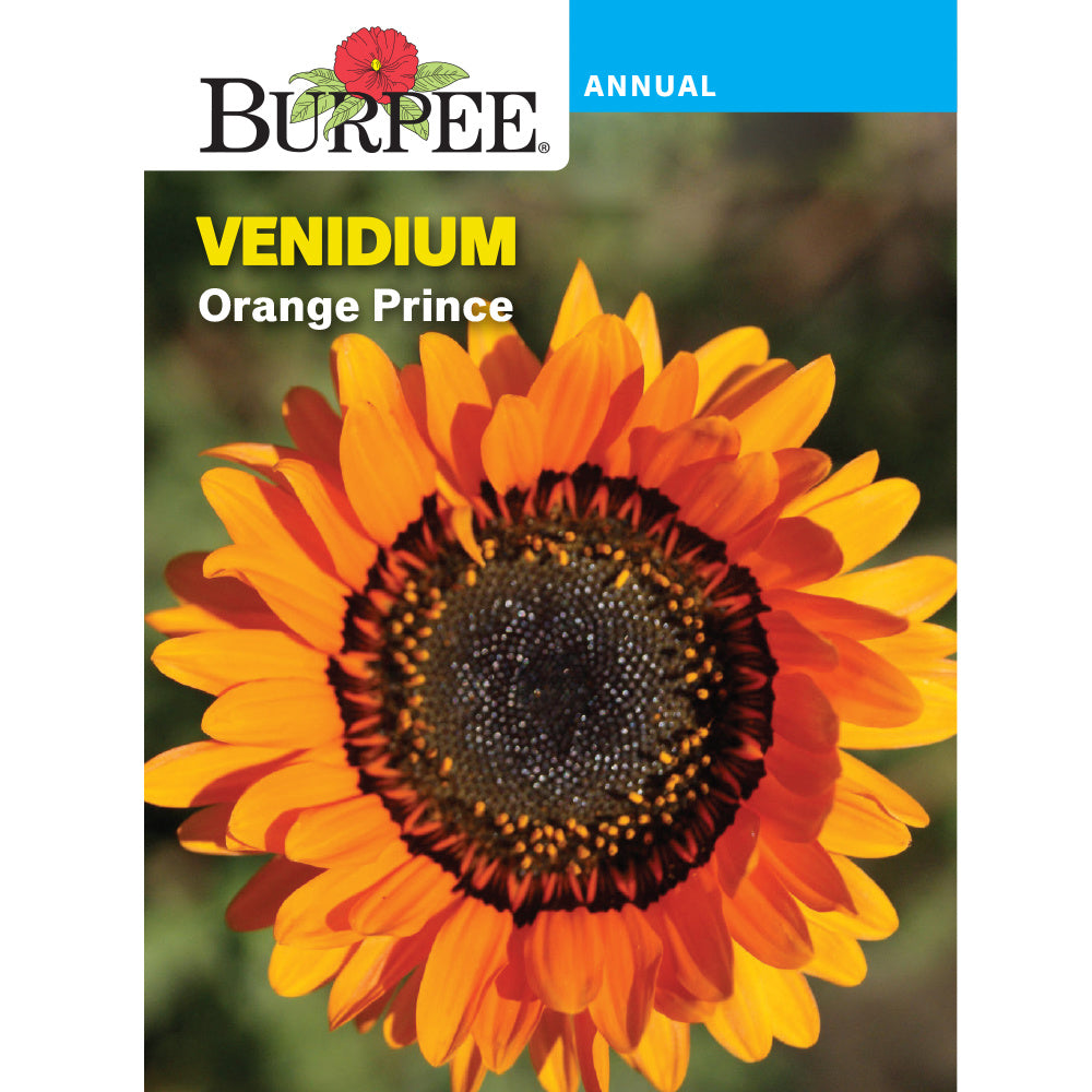 burpee plant seeds Burpee Orange Prince Venidium Seed Pack 33447 – Good's Store Online