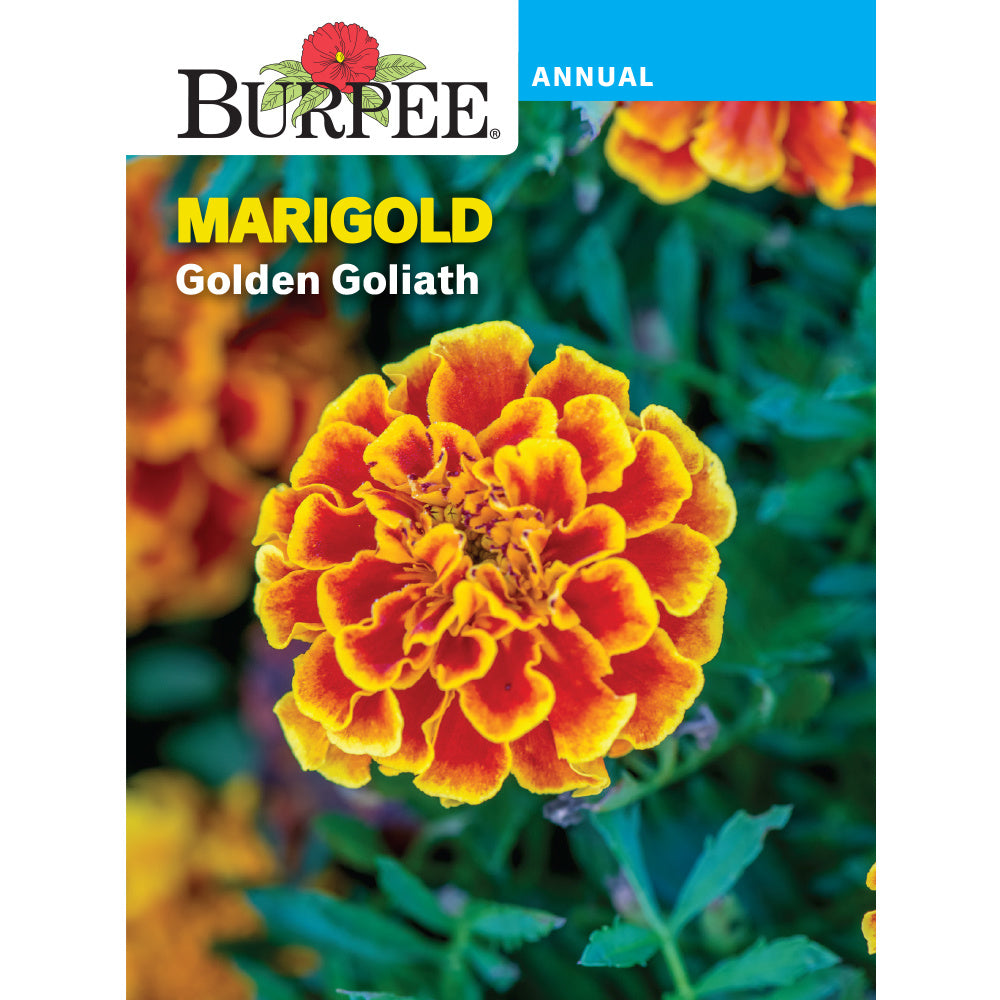 marigold varieties seeds Burpee Golden Goliath Marigold Flower Seed Pack 40096 – Good's Store Online