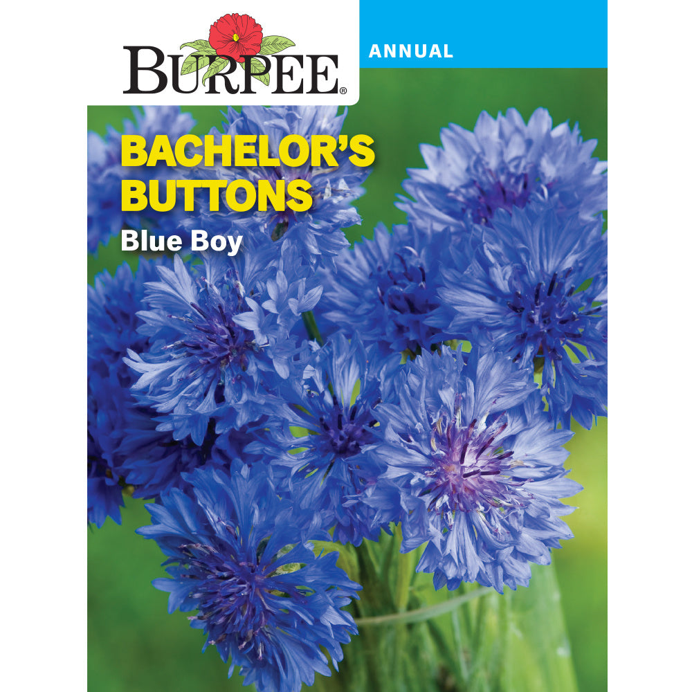 flower seed packets burpee Burpee Blue Boy Bachelor's Buttons Flower Seed Pack 40742 – Good's Store  Online