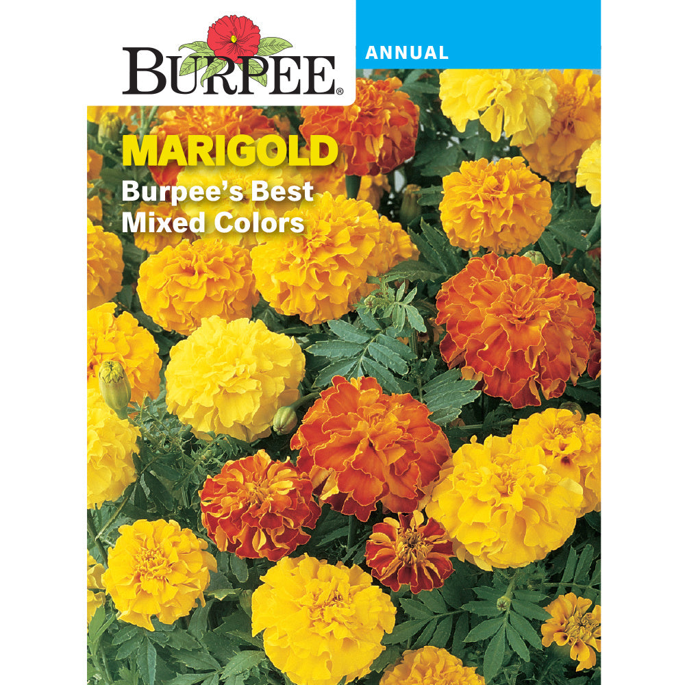 marigold mix seeds Best Mixed Colors Marigold Seed Pack 41679