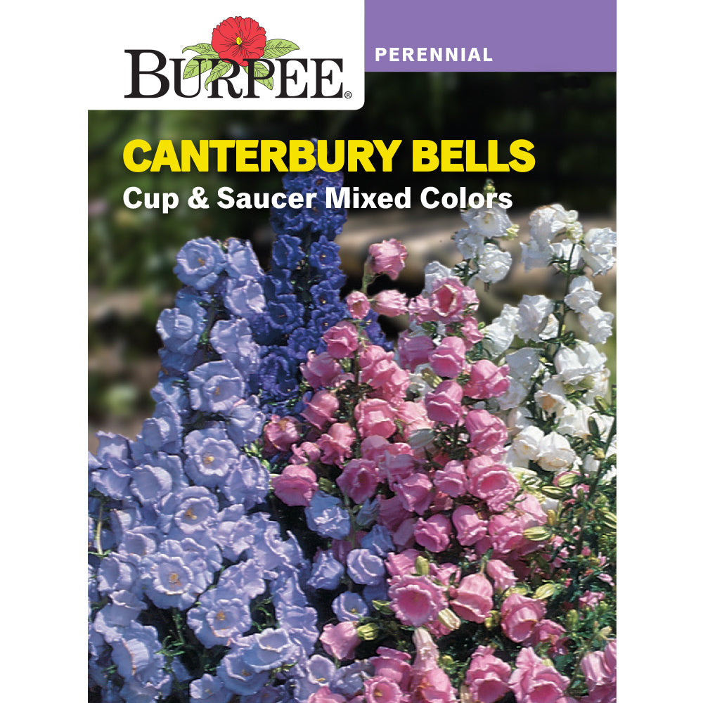 cup and saucer flower seeds Burpee Cups and Saucer Canterbury Bells Flower Seed Pack 43604 – Good's Store Online