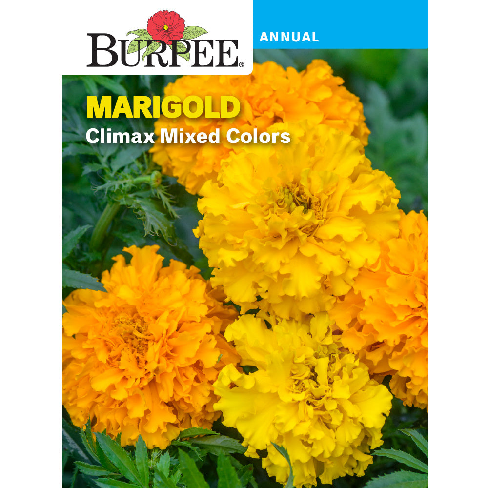 burpee mixed flower seeds Burpee Climax Mixed Colors Marigold Flower Seed Pack 44463 – Good's Store Online