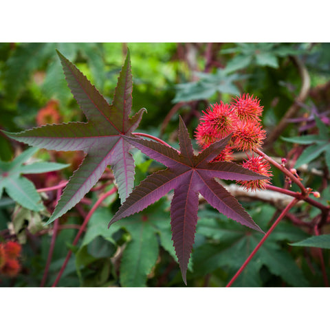 Ricinus Castor Beans