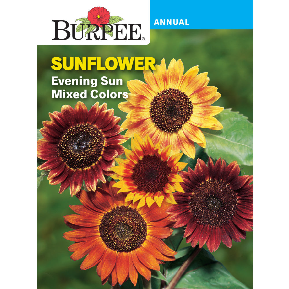 part sun flower seeds Burpee Evening Sun Sunflower Seed Pack 35937 – Good's Store Online