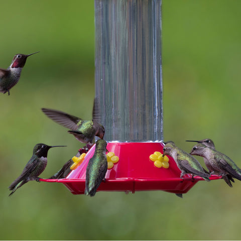Hummingbirds at feeder
