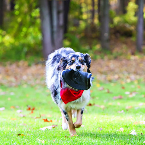Dog with Kong extreme flyer